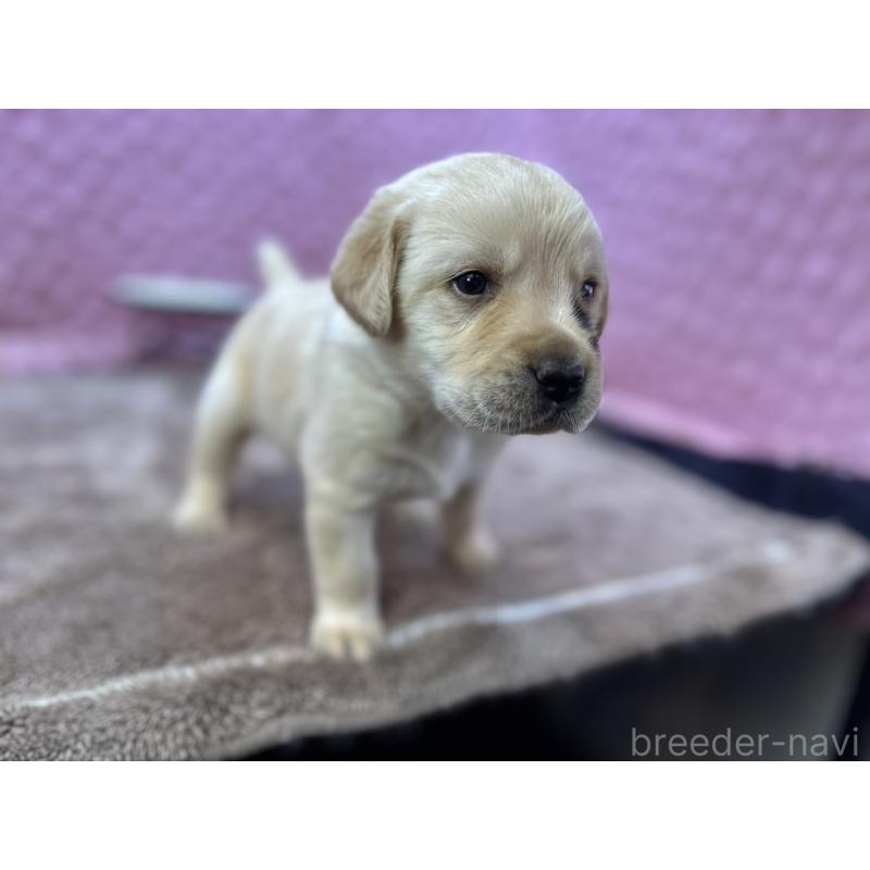 販売中の茨城県のラブラドールレトリーバー-430064の5枚目