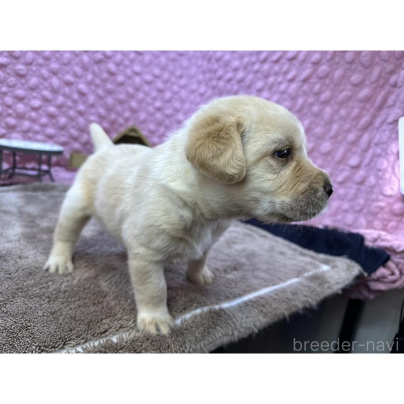 販売中の茨城県のラブラドールレトリーバー-430064の4枚目