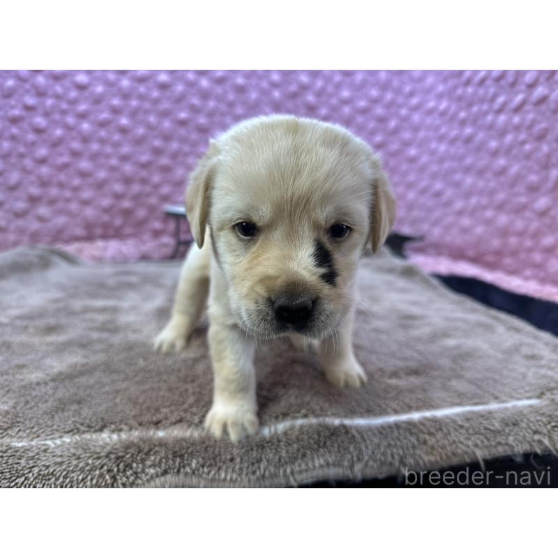 販売中の茨城県のラブラドールレトリーバー-430064の3枚目