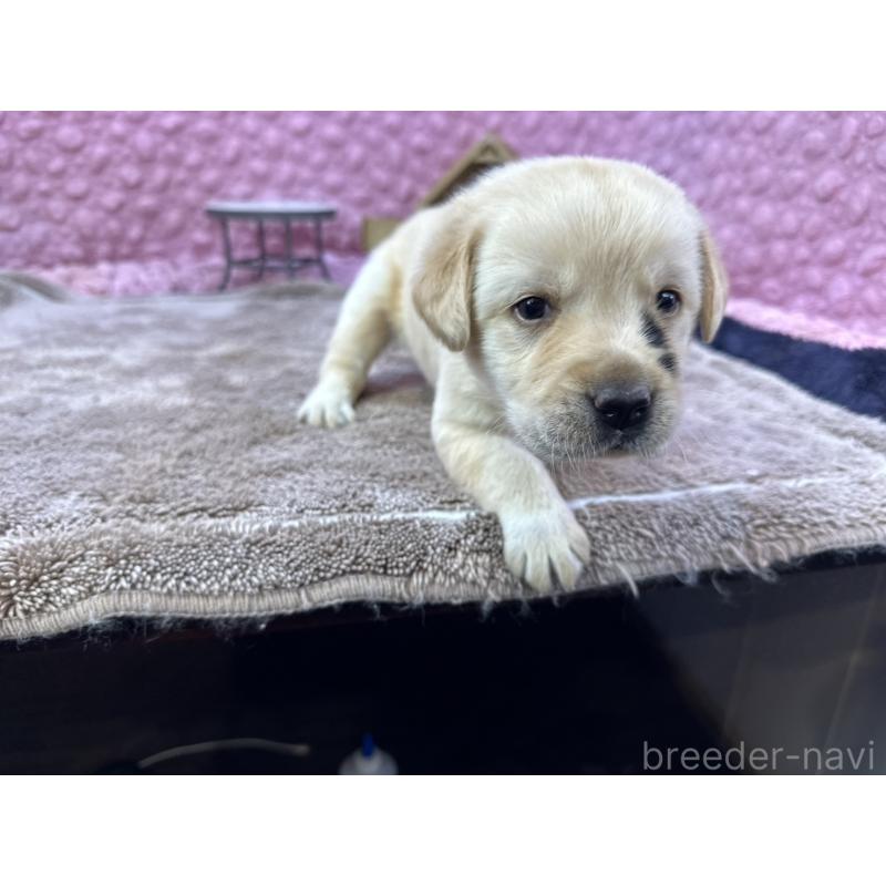 販売中の茨城県のラブラドールレトリーバー-430064の2枚目