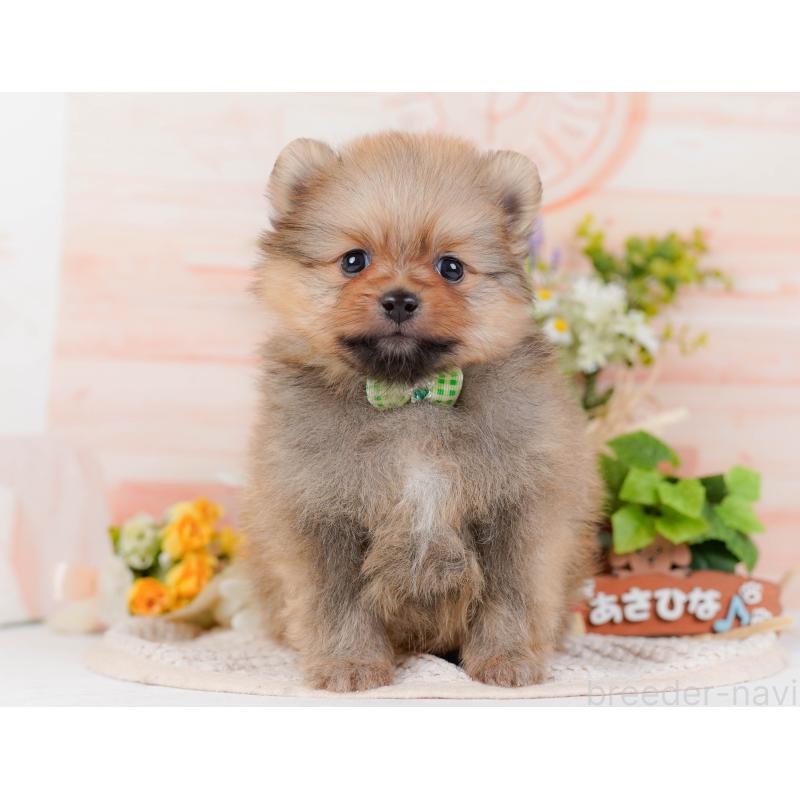 販売中の神奈川県のポメラニアン-430067の10枚目