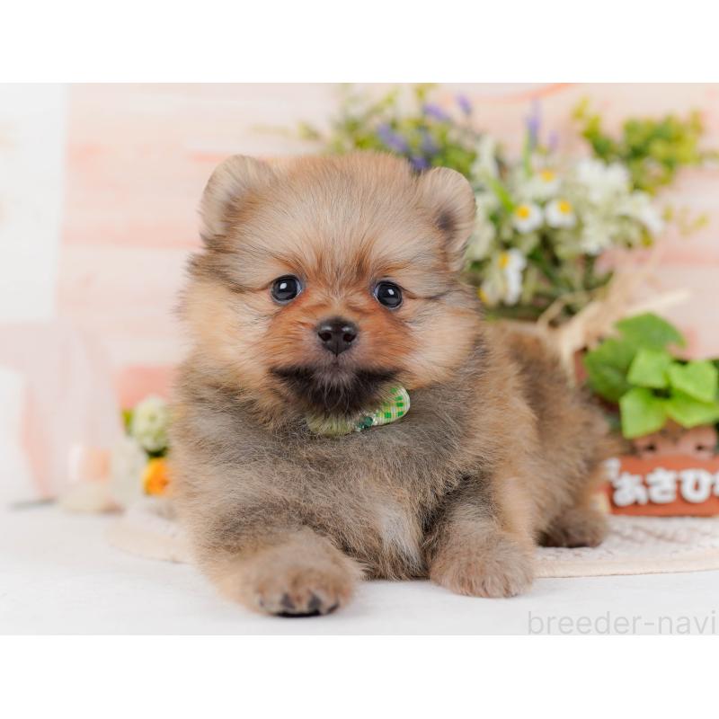 販売中の神奈川県のポメラニアン-430067の9枚目
