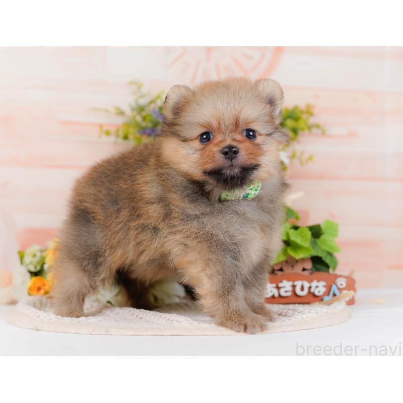 販売中の神奈川県のポメラニアン-430067の8枚目