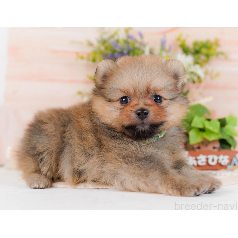 販売中の神奈川県のポメラニアン-430067の7枚目