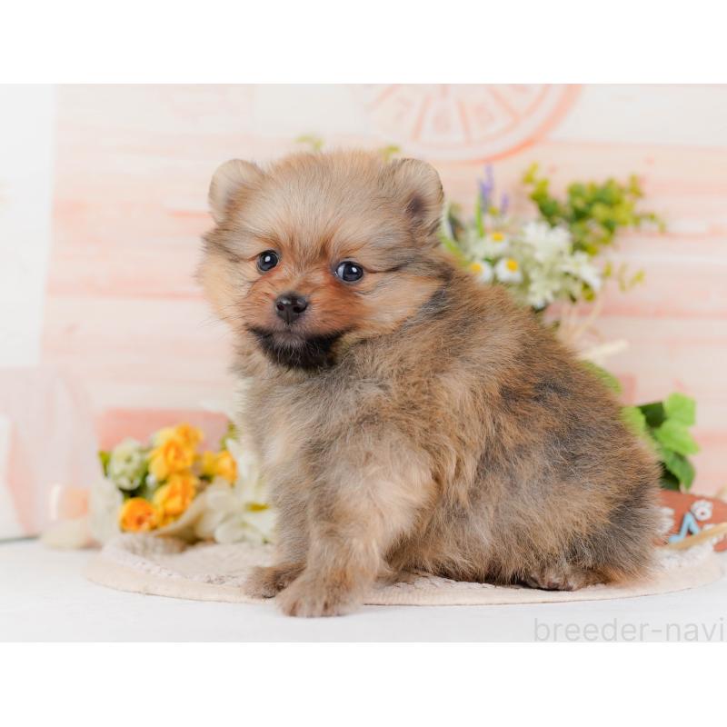 販売中の神奈川県のポメラニアン-430067の6枚目