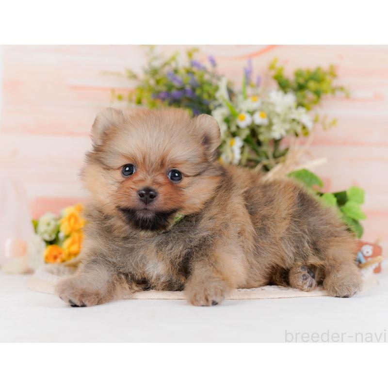 販売中の神奈川県のポメラニアン-430067の5枚目