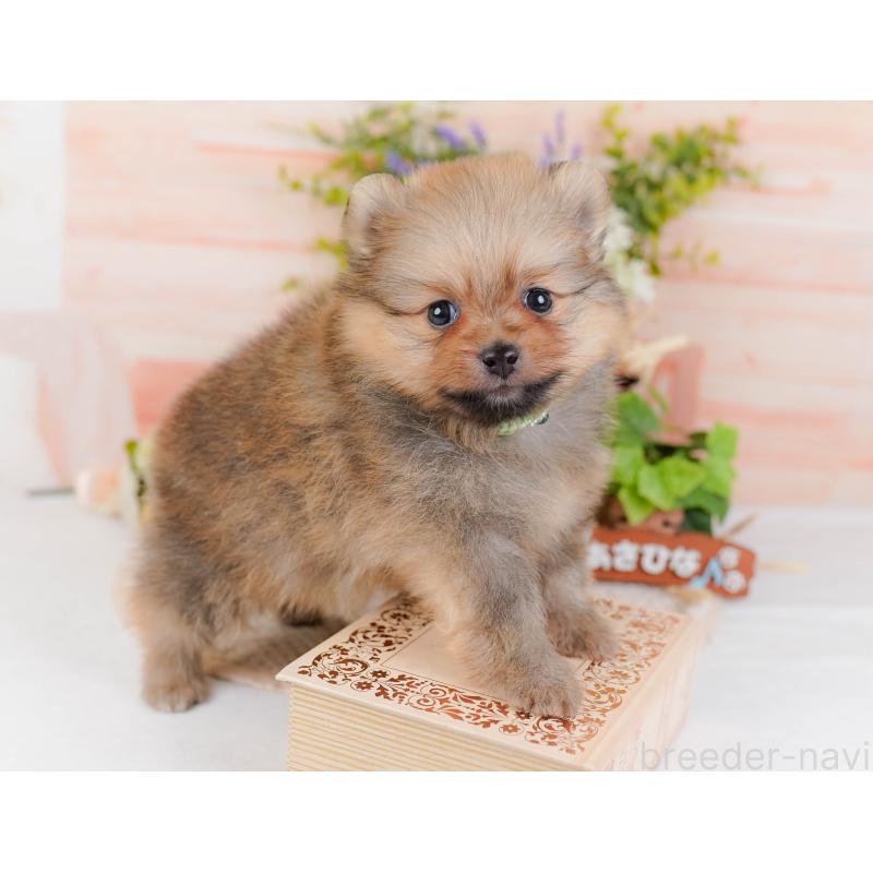 販売中の神奈川県のポメラニアン-430067の4枚目