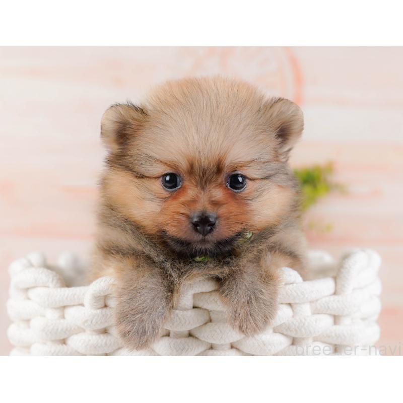 販売中の神奈川県のポメラニアン-430067の3枚目