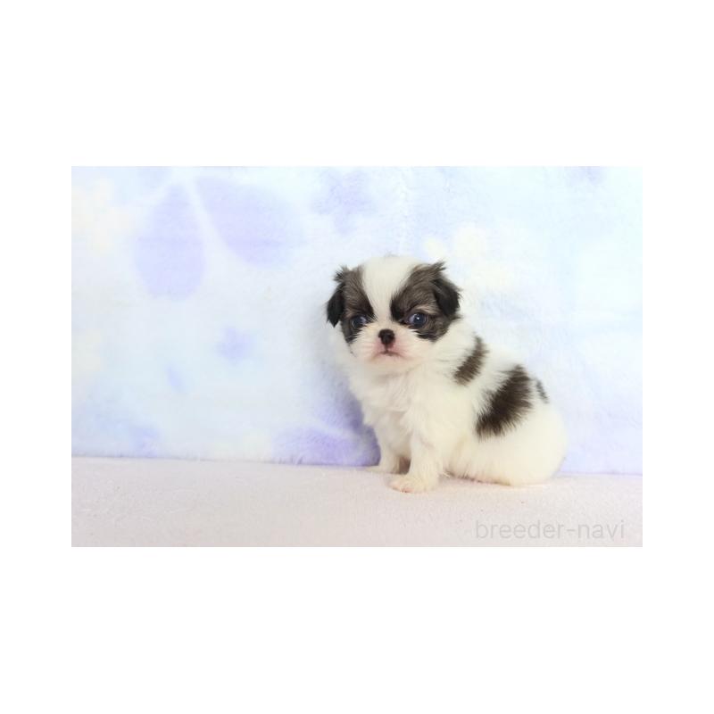 販売中の熊本県の狆 (チン)-430065の2枚目