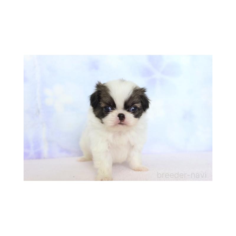 販売中の熊本県の狆 (チン)-430065の1枚目