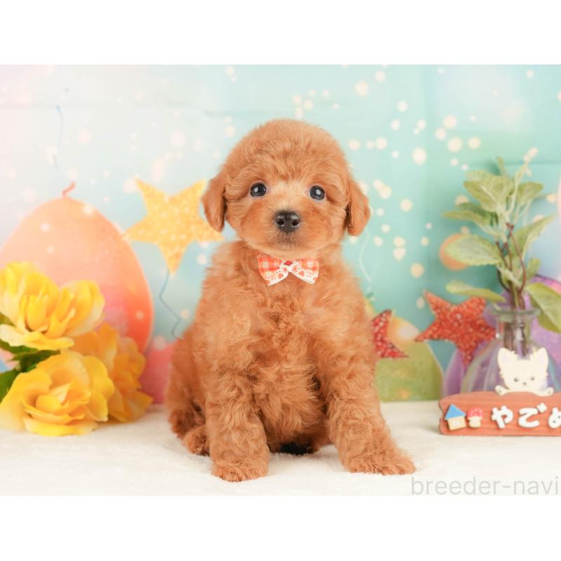 販売中の静岡県のトイプードル-430069の9枚目