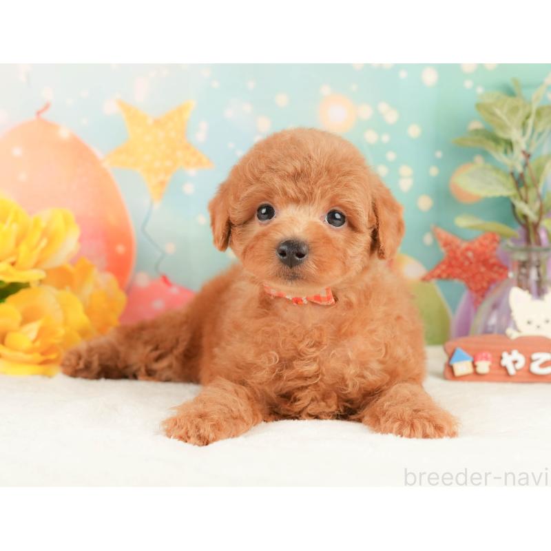販売中の静岡県のトイプードル-430069の8枚目