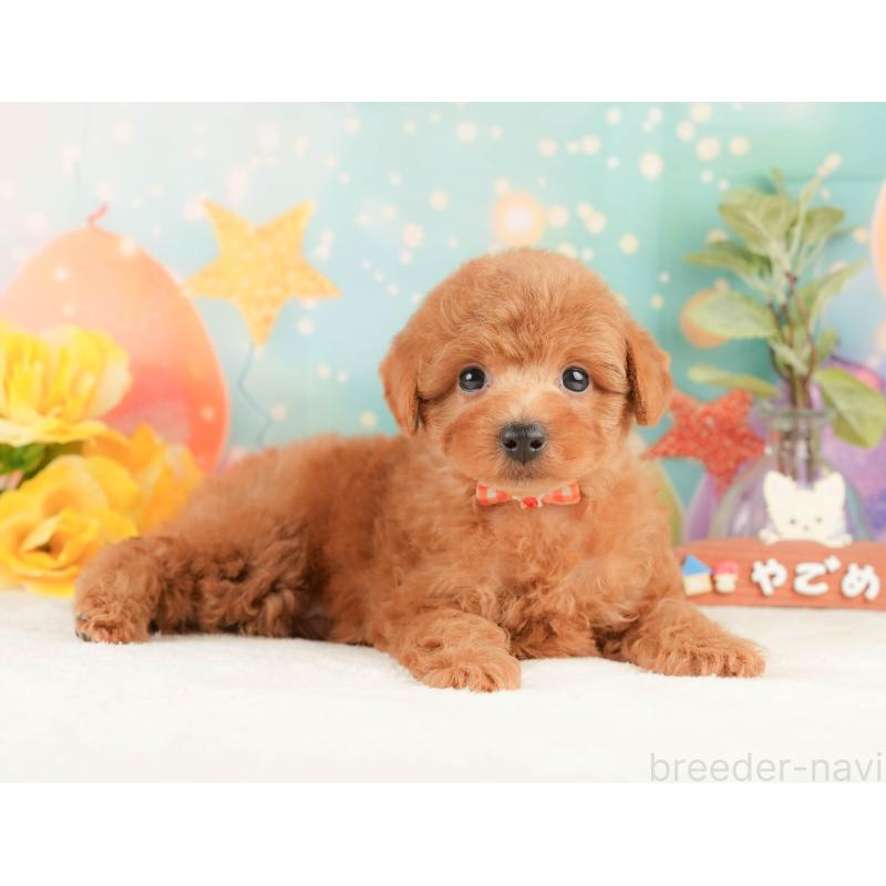 販売中の静岡県のトイプードル-430069の7枚目