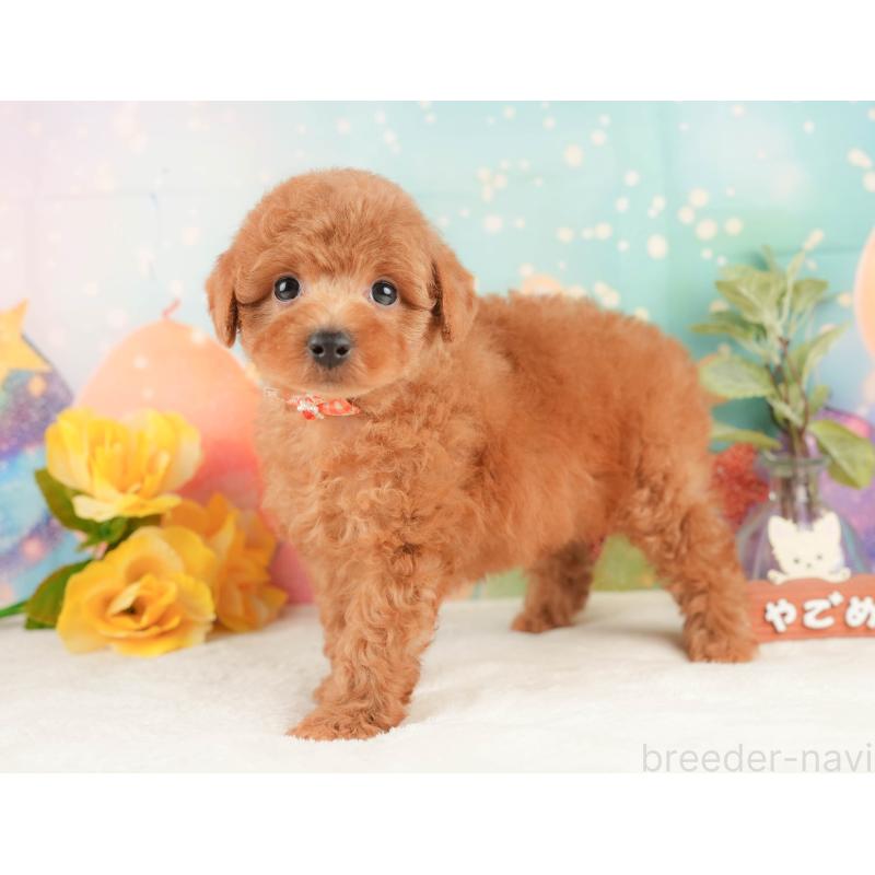 販売中の静岡県のトイプードル-430069の6枚目