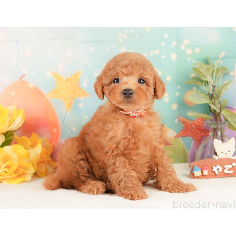 販売中の静岡県のトイプードル-430069の5枚目