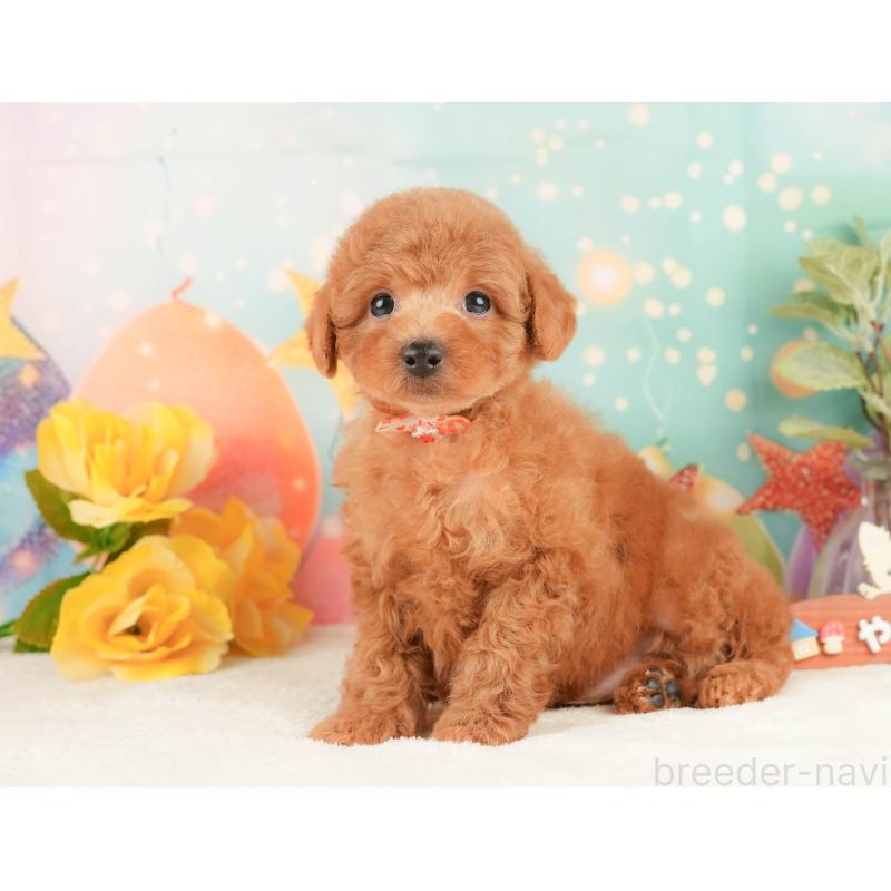 販売中の静岡県のトイプードル-430069の4枚目