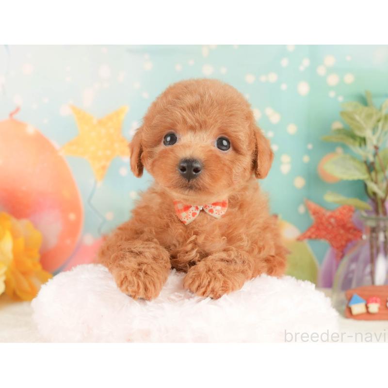 販売中の静岡県のトイプードル-430069の3枚目