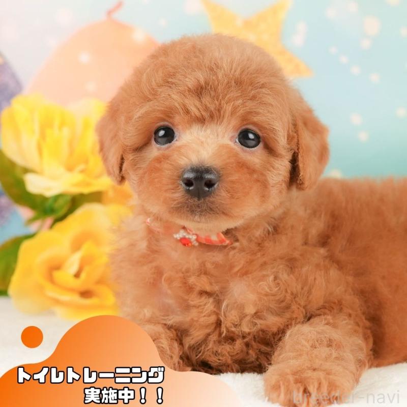 販売中の静岡県のトイプードル-430069