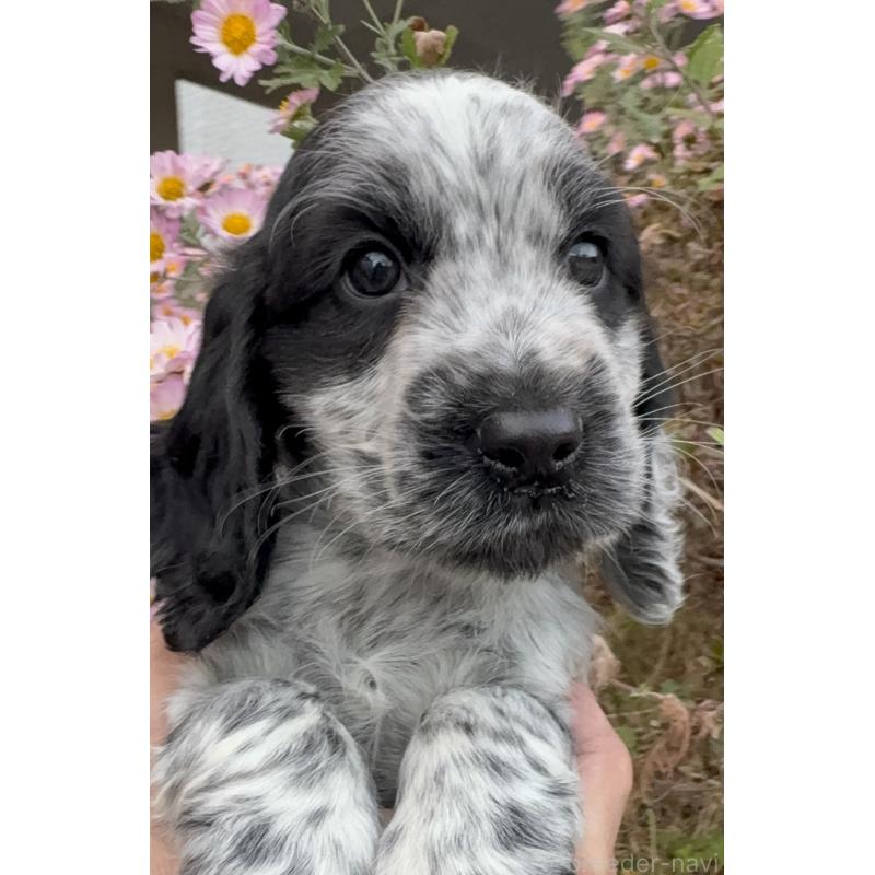 成約済の佐賀県のイングリッシュコッカースパニエル-427989の8枚目