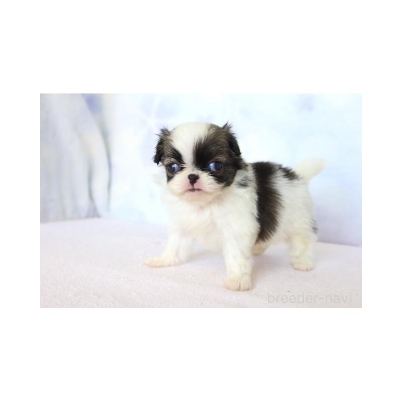 販売中の熊本県の狆 (チン)-430070の4枚目