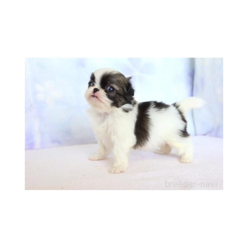 販売中の熊本県の狆 (チン)-430070の3枚目