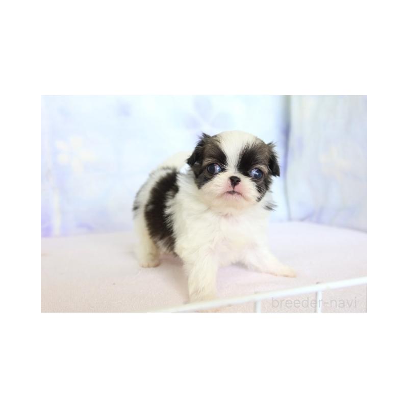 販売中の熊本県の狆 (チン)-430070