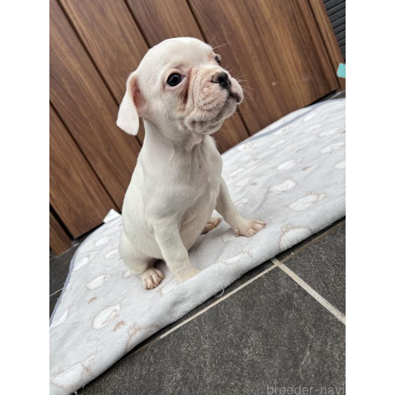 販売中の京都府のフレンチブルドッグ-422757