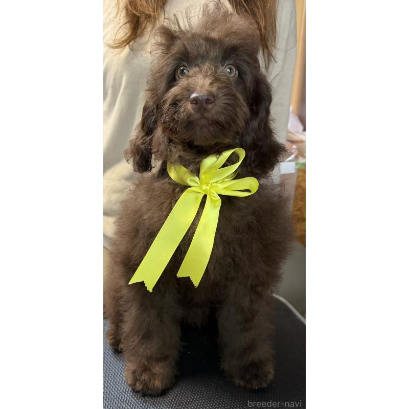 販売中の岩手県のミックス犬-426971