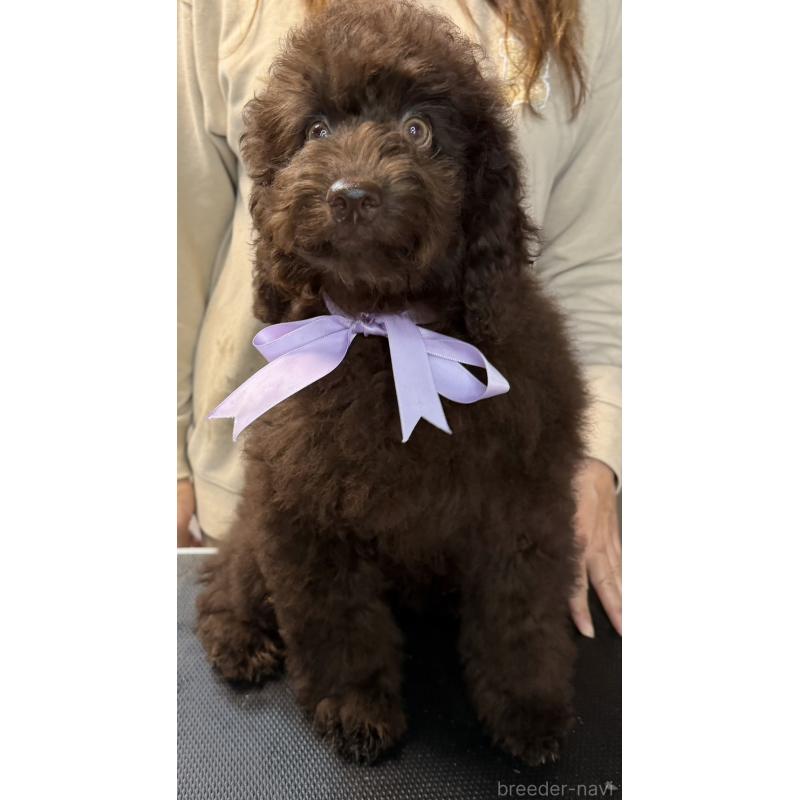 販売中の岩手県のミックス犬-426968