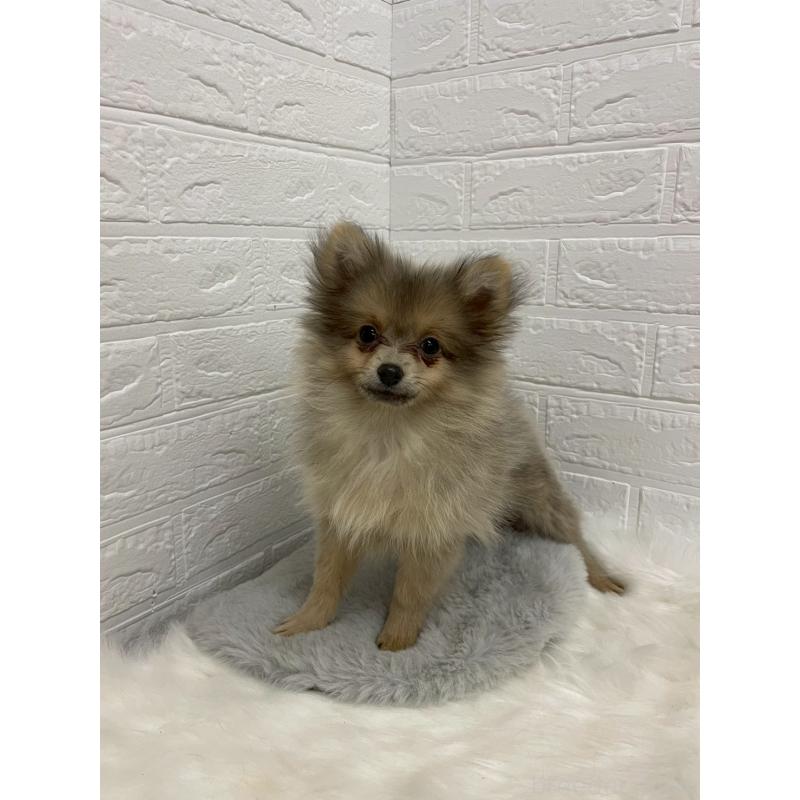 販売中の岡山県のポメラニアン-420352の5枚目