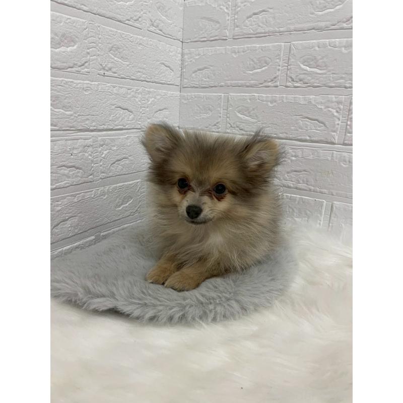 販売中の岡山県のポメラニアン-420352の3枚目