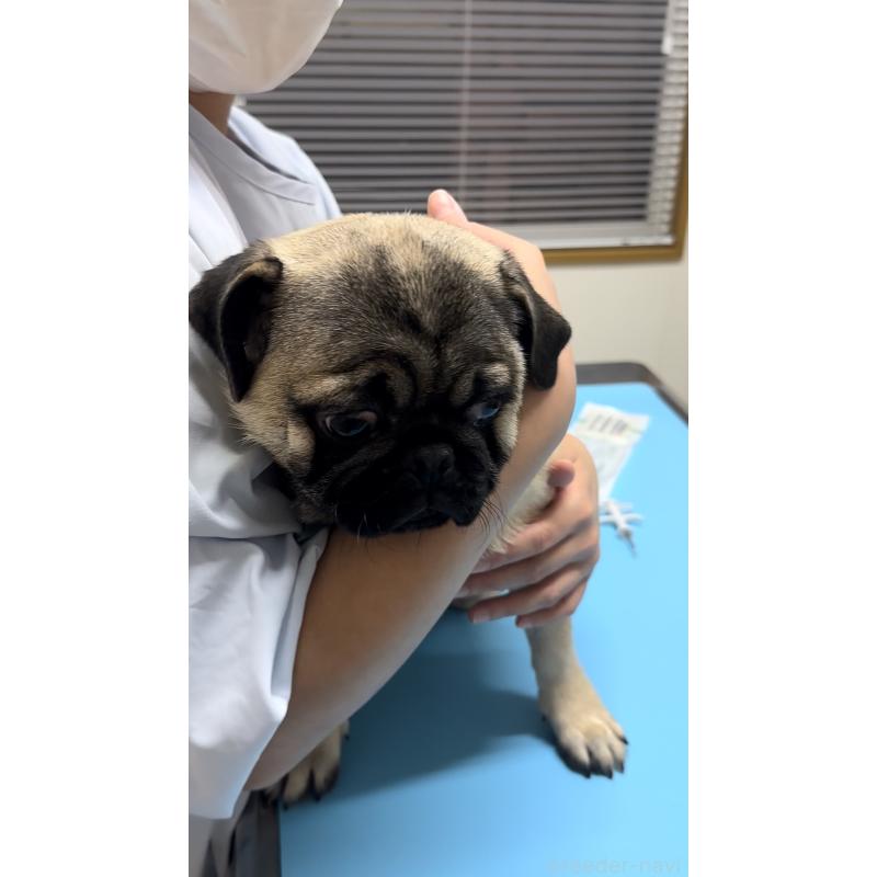 販売中の青森県のパグ-430081の4枚目