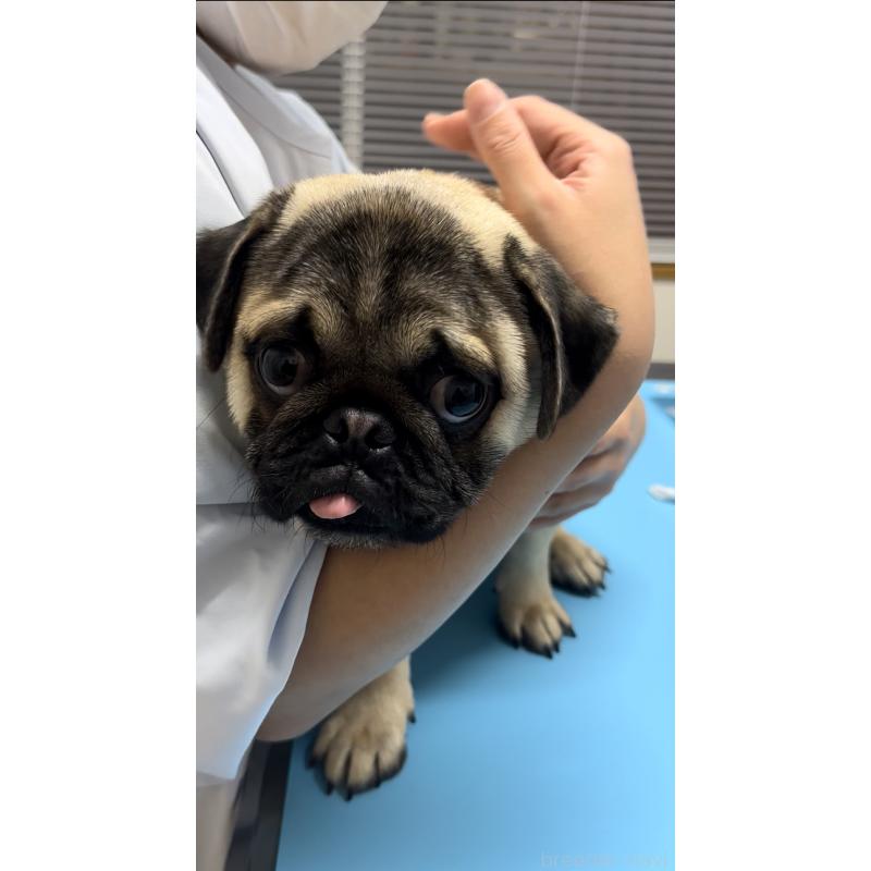 販売中の青森県のパグ-430081の3枚目