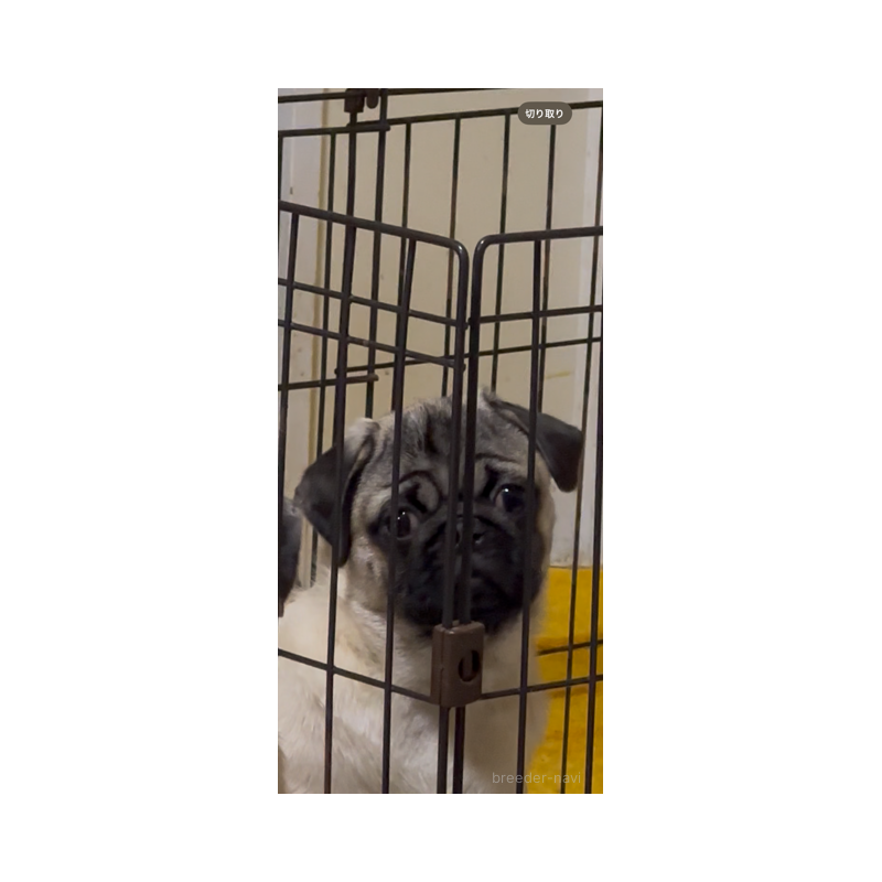 販売中の青森県のパグ-430081の2枚目