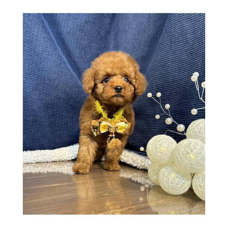 販売中の茨城県のトイプードル-430082の5枚目