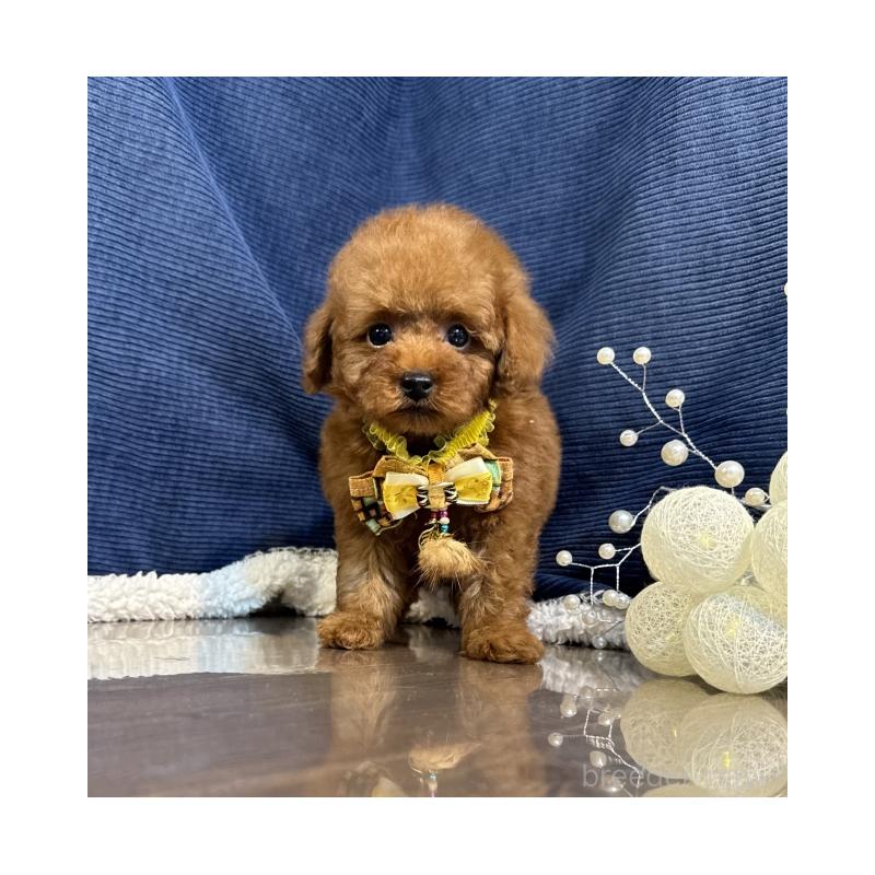 販売中の茨城県のトイプードル-430082の4枚目