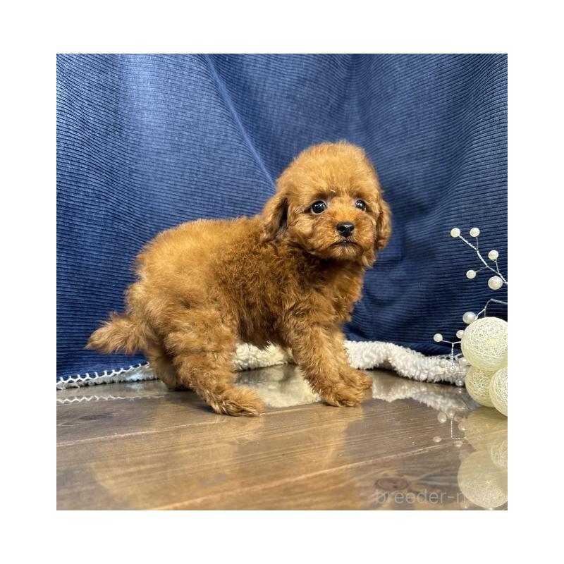 販売中の茨城県のトイプードル-430082の3枚目