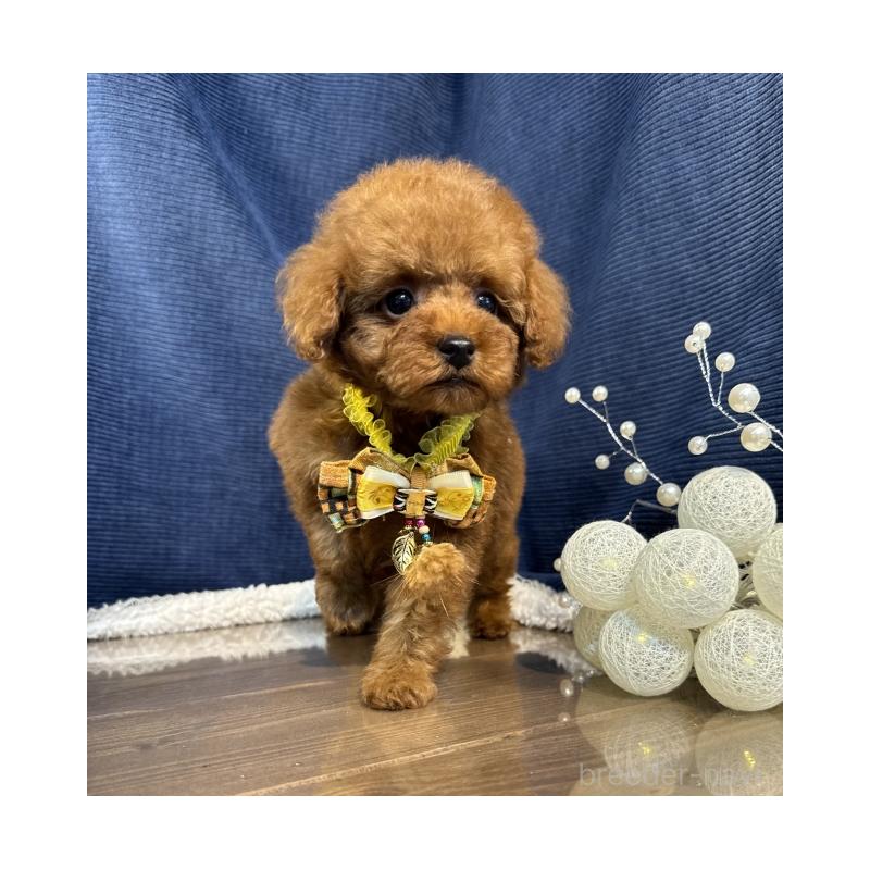 販売中の茨城県のトイプードル-430082の2枚目