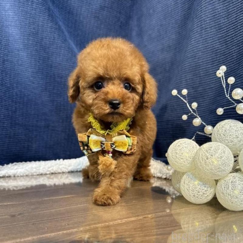 販売中の茨城県のトイプードル-430082