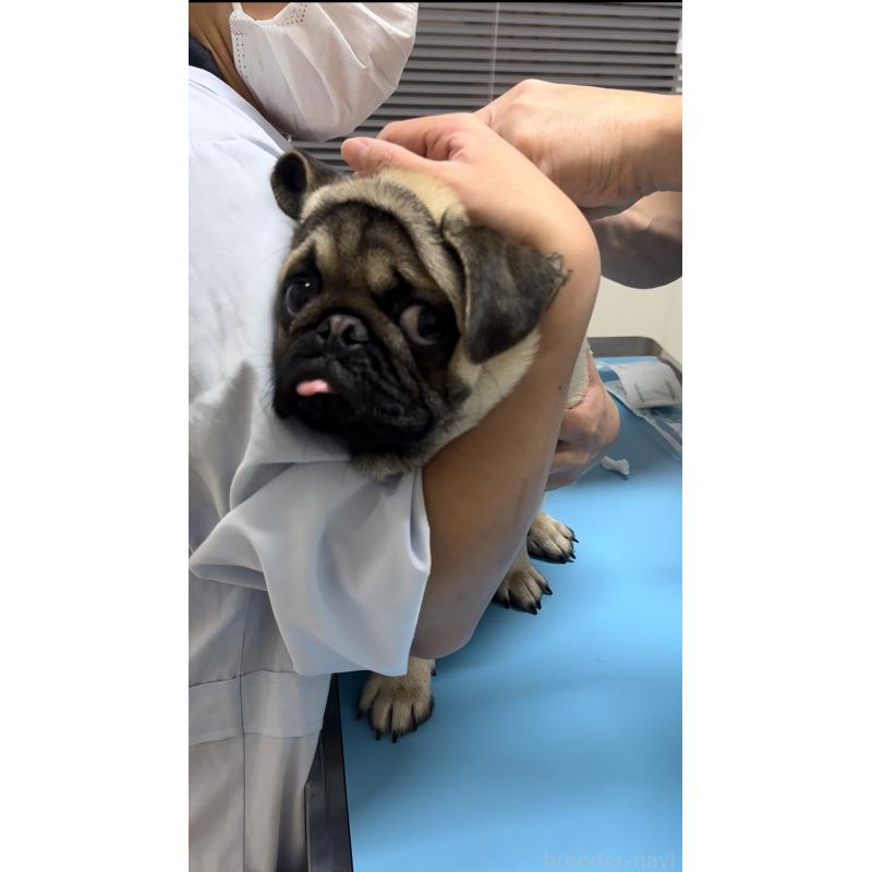 販売中の青森県のパグ-430084の4枚目