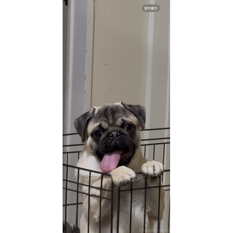 販売中の青森県のパグ-430084の2枚目