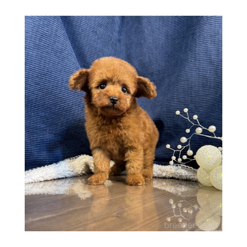 販売中の茨城県のトイプードル-430085の5枚目