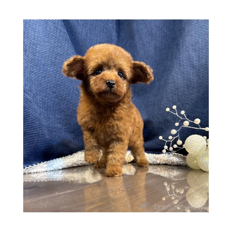 販売中の茨城県のトイプードル-430085の4枚目