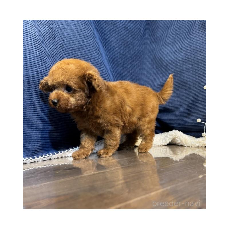 販売中の茨城県のトイプードル-430085の3枚目