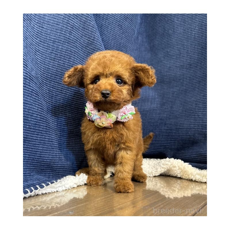 販売中の茨城県のトイプードル-430085の2枚目