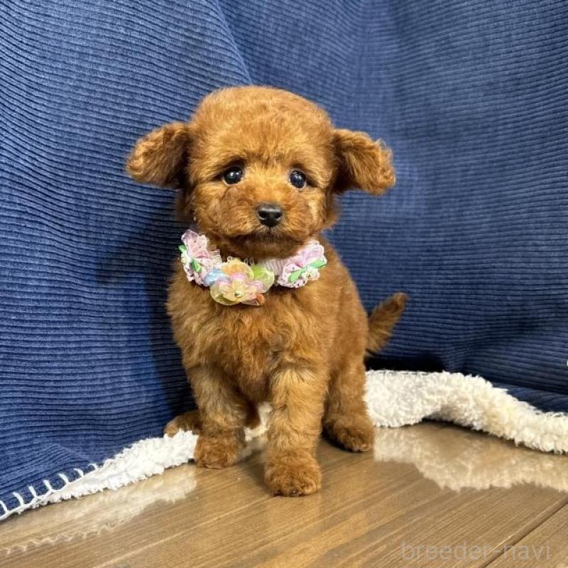 販売中の茨城県のトイプードル-430085