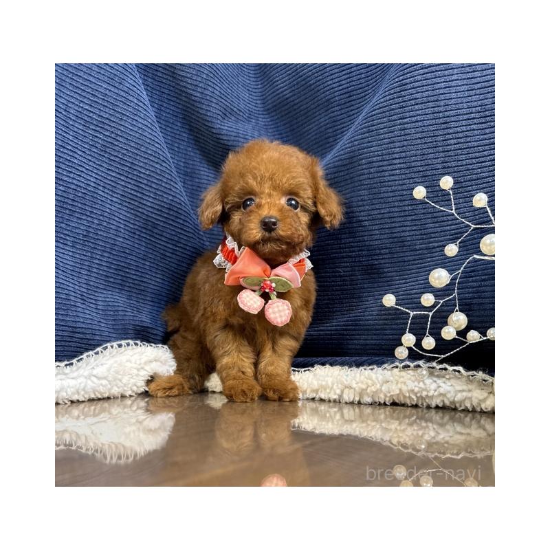 販売中の茨城県のトイプードル-430087の5枚目