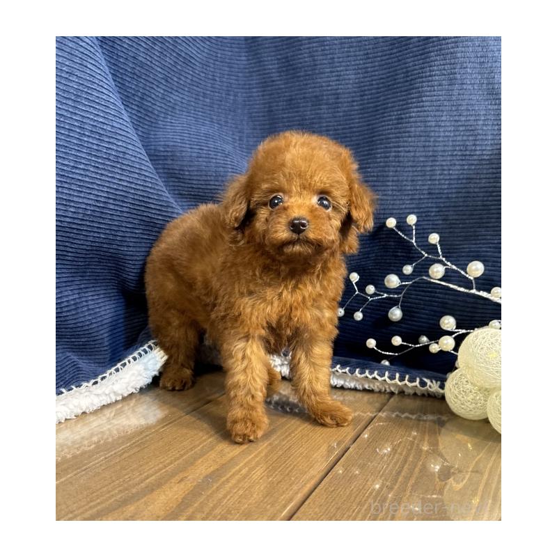 販売中の茨城県のトイプードル-430087の4枚目