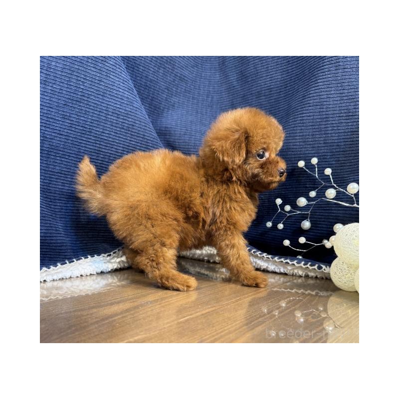 販売中の茨城県のトイプードル-430087の3枚目