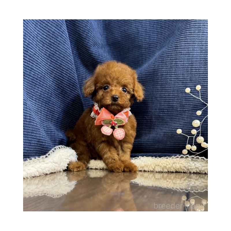 販売中の茨城県のトイプードル-430087の2枚目